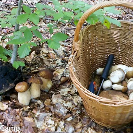 Robinson River Camp * Radovljica