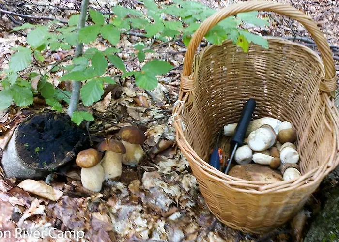 Robinson River Camp * Radovljica